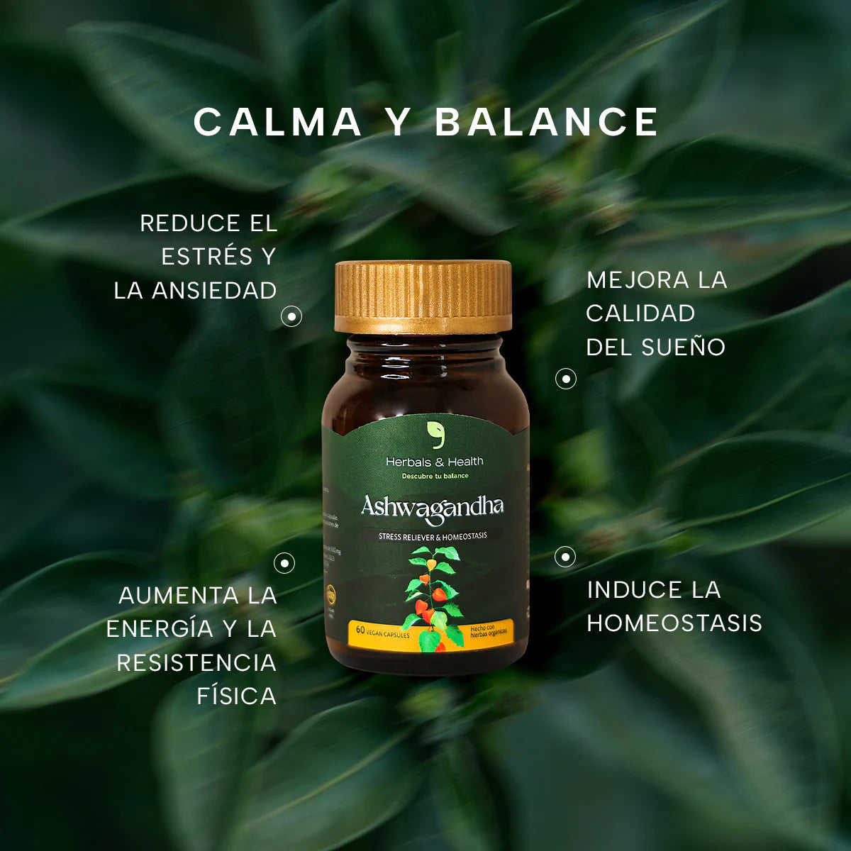 1 Candida Cleanse + 1 Ashwagandha + 1 Magnesium Complex